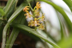 Cleisostoma tenuifolium